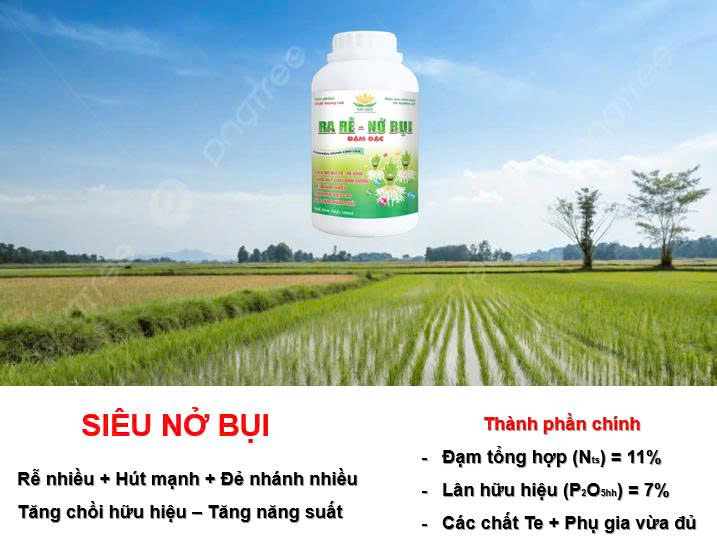 Alternative view of RA RỄ - NỞ BỤI