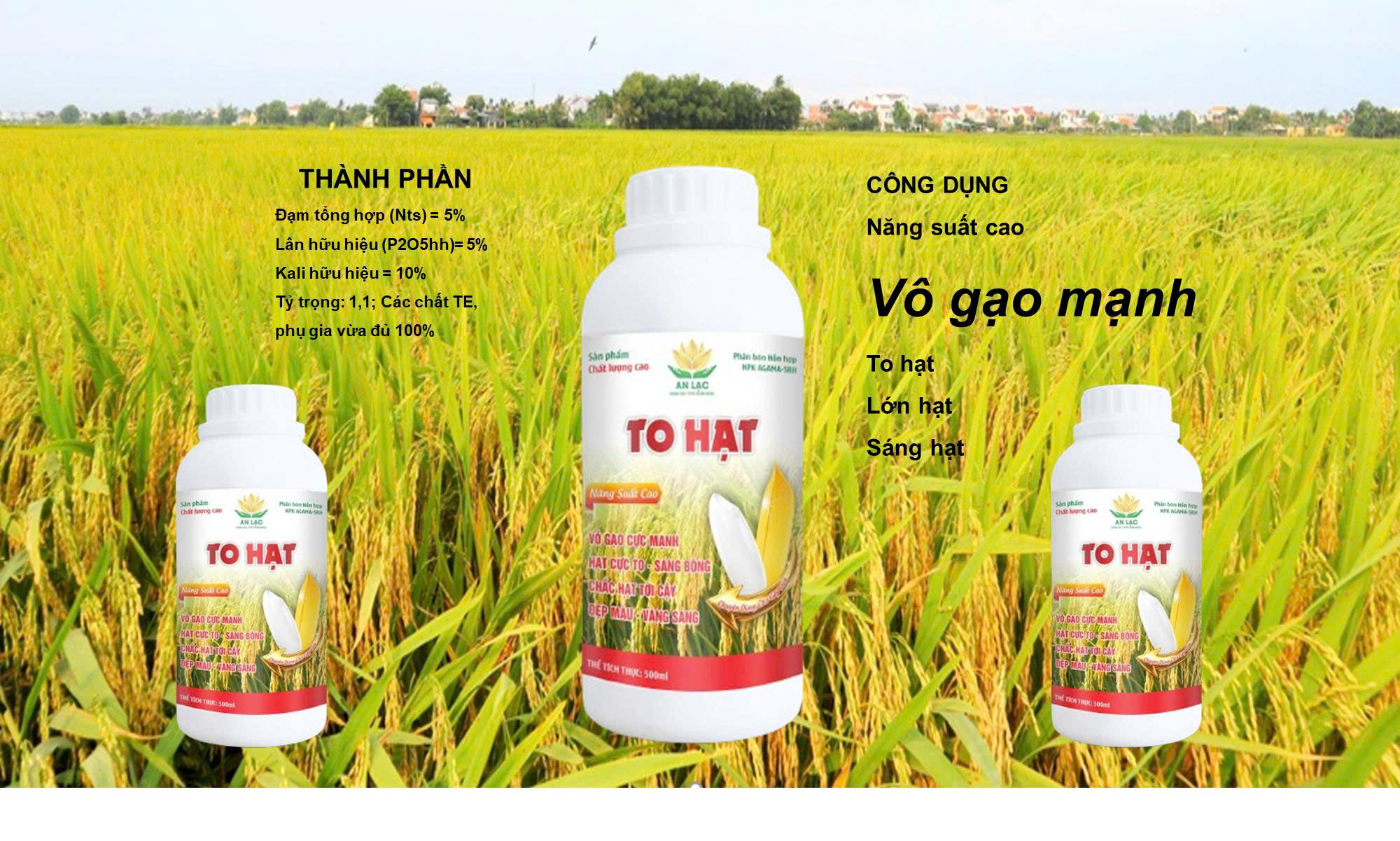 TO HẠT- VÔ GẠO MẠNH - Ảnh 3